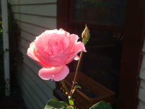 Grandmom's rose